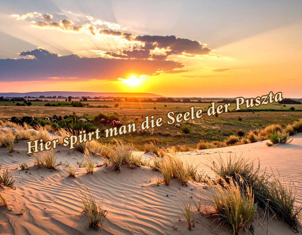 Pusztaurlaub 25/26 Sanddünen in der ungarischen Puszta bei Sonnenuntergang mit weidenden Tieren im Hintergrund